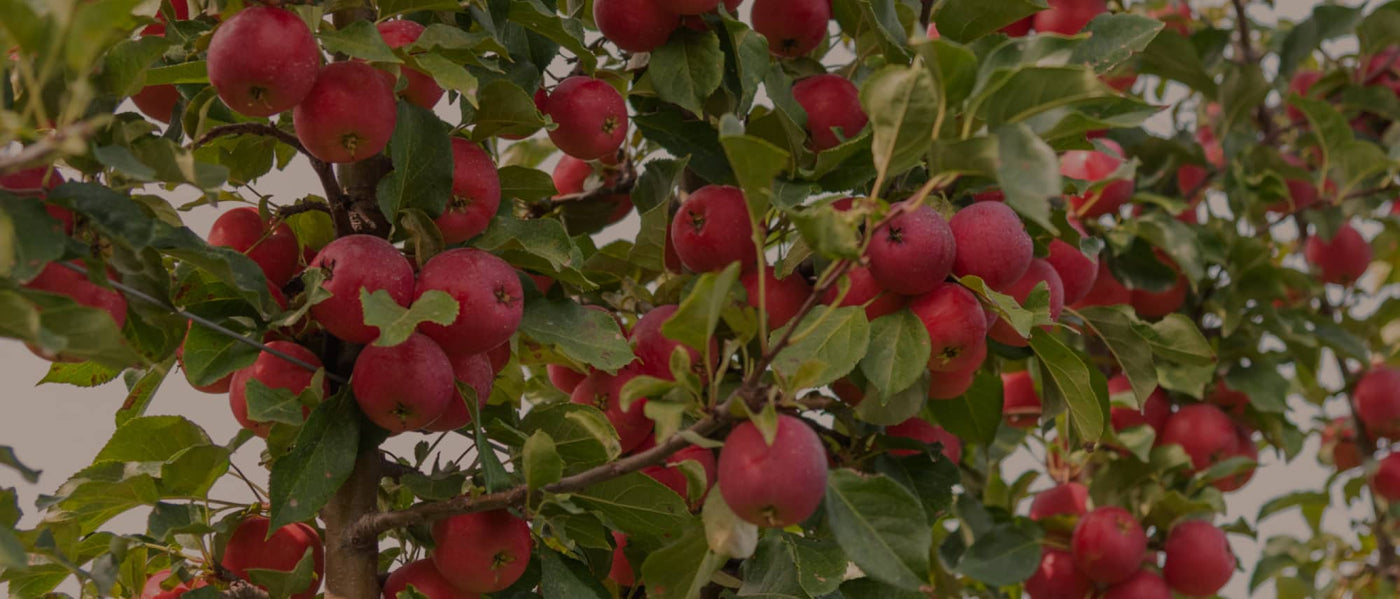 Apple tree with ripe apples