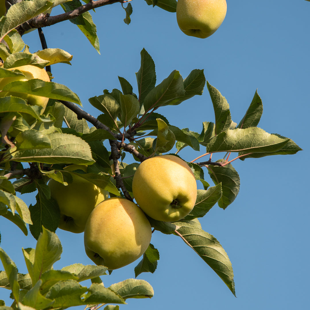 Apple - Golden Golden Apple (1983) - MobyGames